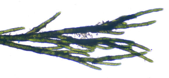 Image of Cladophora rupestris