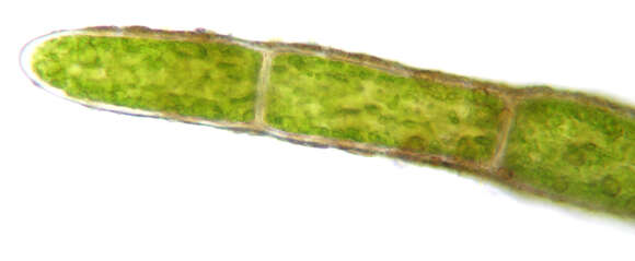 Image of Cladophora rupestris