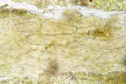 Image de Osmundea pinnatifida