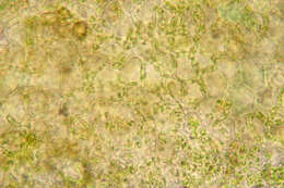 Image de Osmundea pinnatifida