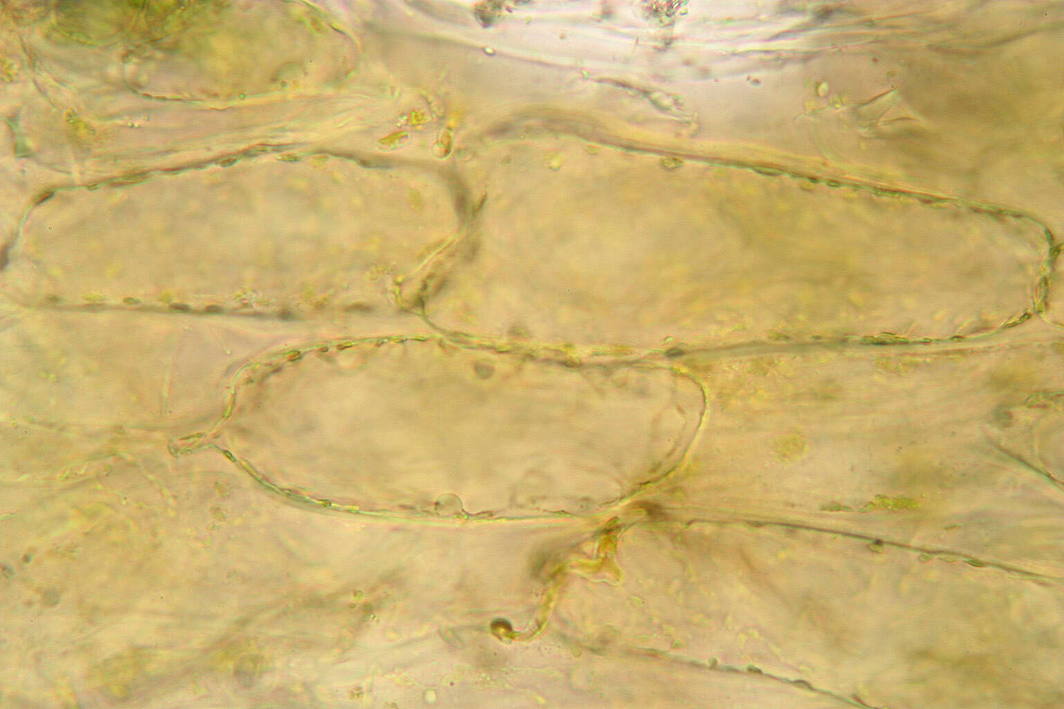 Image of Osmundea pinnatifida