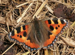 Image of Small tortoiseshell