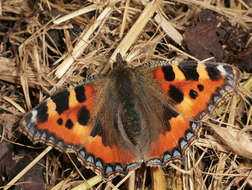 Image of Small tortoiseshell