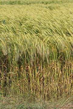 Image of Hordeum distichon L.