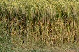 Image of Hordeum distichon L.