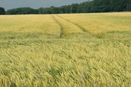 Image of Hordeum distichon L.