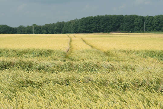 Image of Hordeum distichon L.