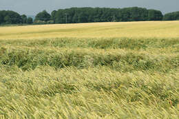 Image of Hordeum distichon L.