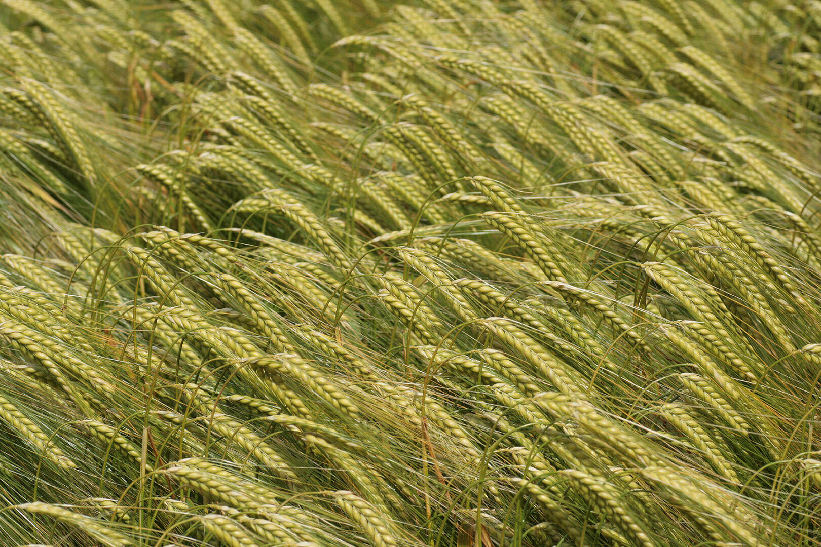 Image of Hordeum distichon L.