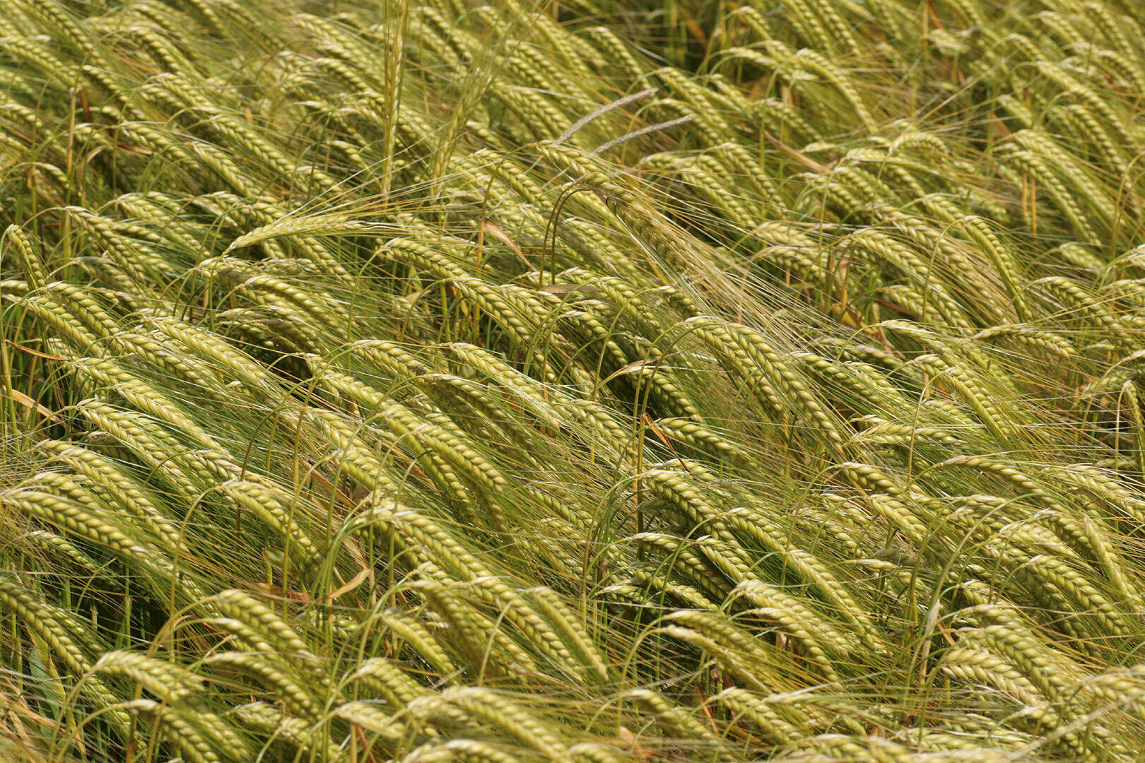 Image of Hordeum distichon L.