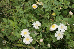 Image of dog rose