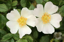 Image of dog rose