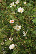 Image of dog rose