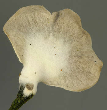 Image of Arrhenia acerosa (Fr.) Kühner 1980