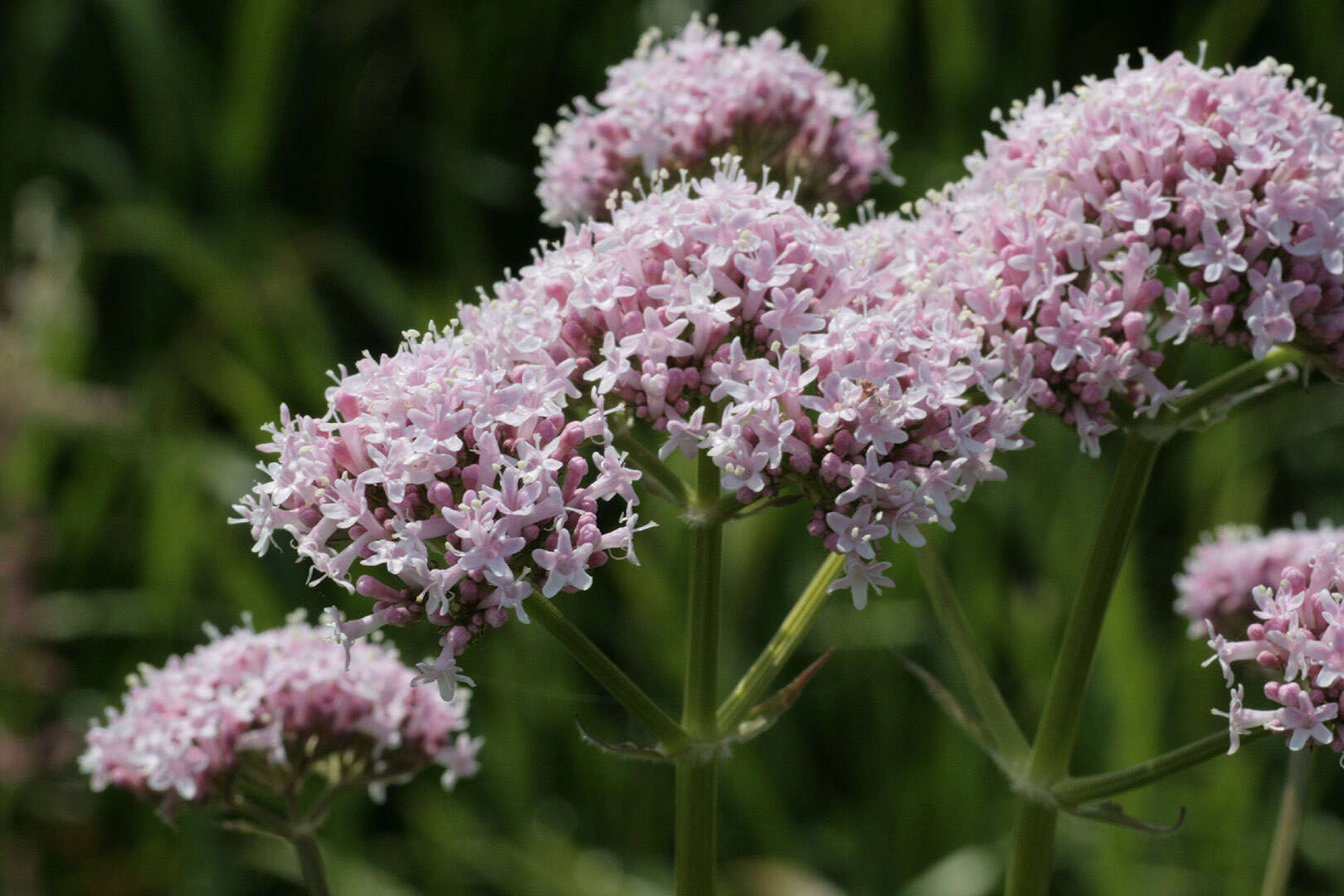 Image of Valeriana officinalis subsp. sambucifolia (J. C. Mikan ex Pohl) Wirtg.