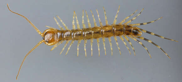 Image of Lithobius variegatus Leach 1814