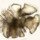 Image of Rivularia biasolettiana Meneghini ex Bornet & Flahault 1886