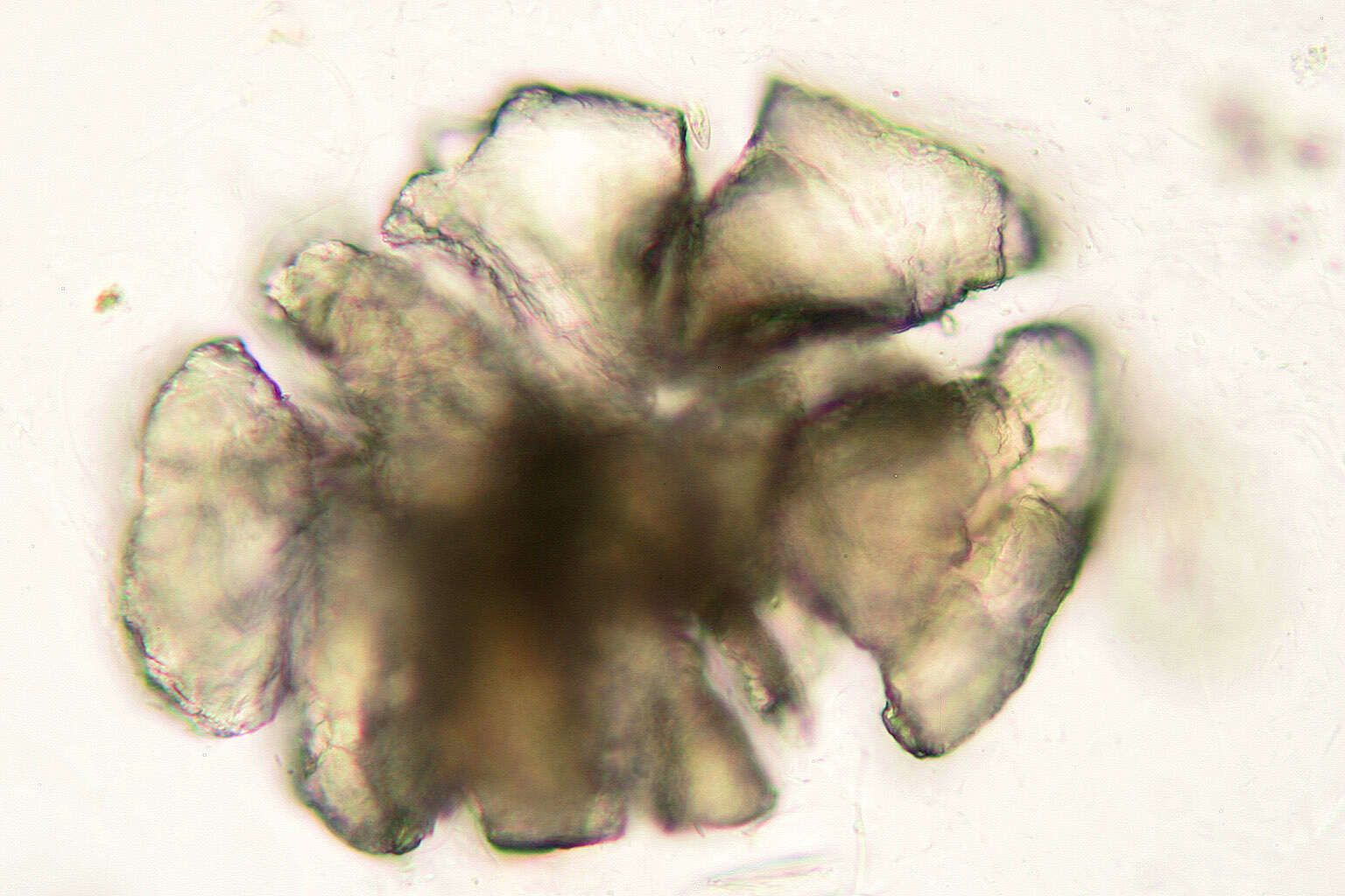 Image of Rivularia biasolettiana Meneghini ex Bornet & Flahault 1886