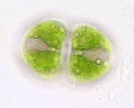 Imagem de Cosmarium botrytis