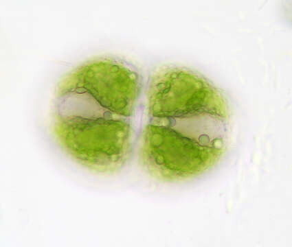 Imagem de Cosmarium botrytis