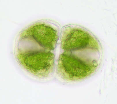 Imagem de Cosmarium botrytis