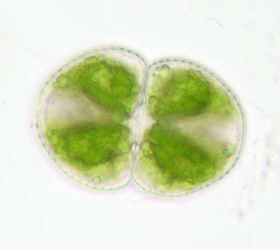 Imagem de Cosmarium botrytis