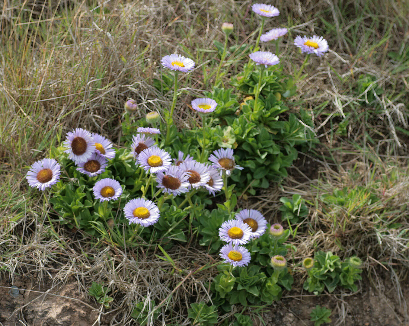 Слика од Erigeron glaucus Ker-Gawl.