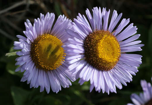 Image of seaside fleabane