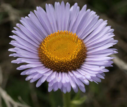 Image of seaside fleabane