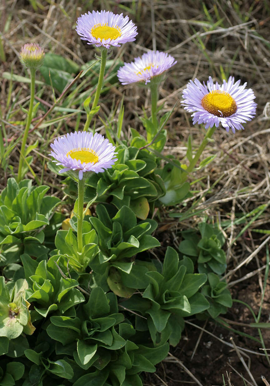 Слика од Erigeron glaucus Ker-Gawl.