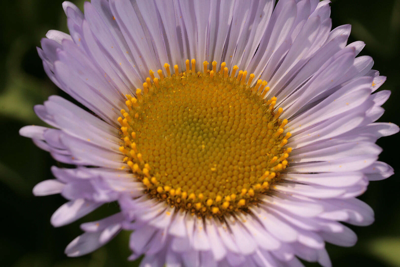 Image of seaside fleabane