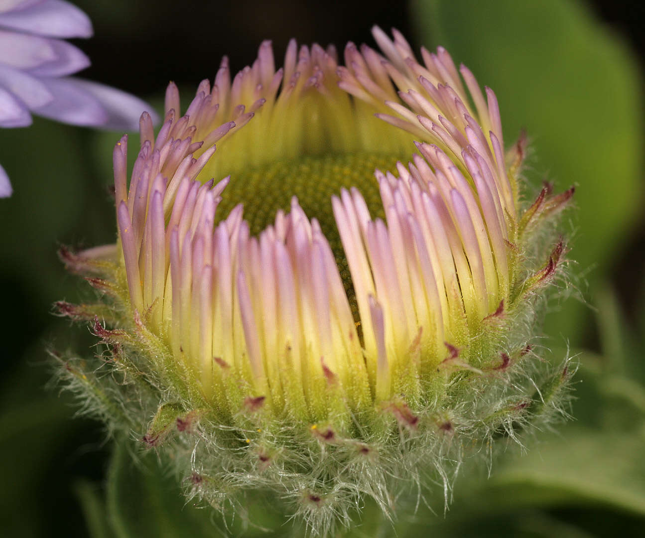 Image of seaside fleabane