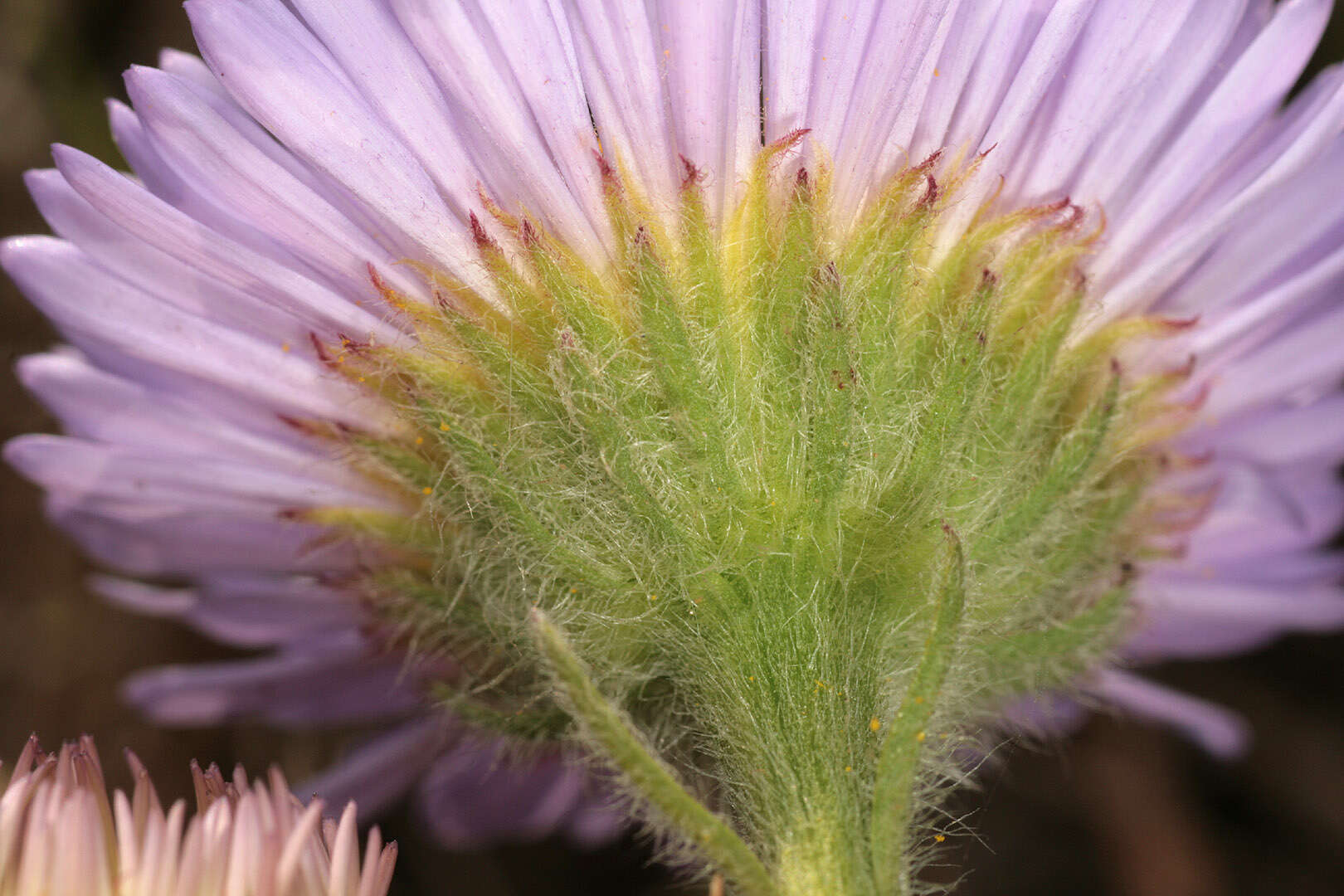 Image of seaside fleabane