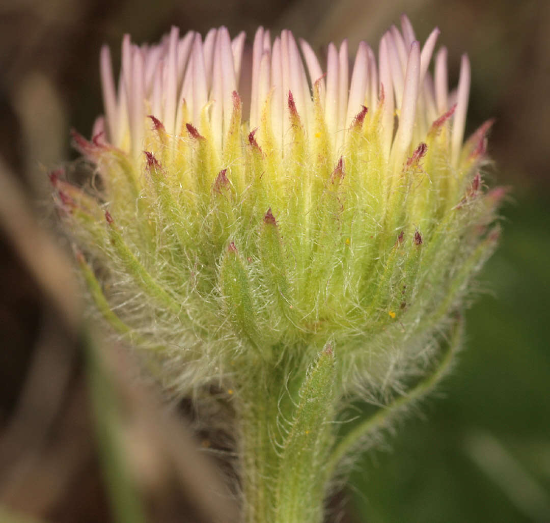 Image of seaside fleabane