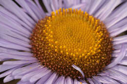 Image of seaside fleabane