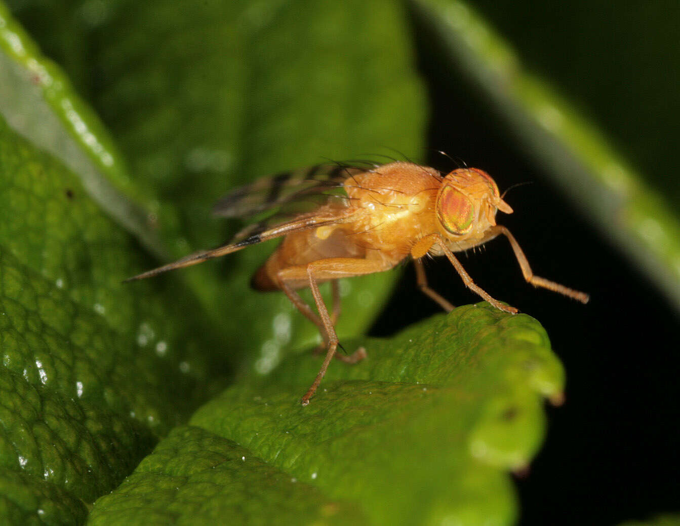 Image of Rhagoletis alternata (Fallen 1814)