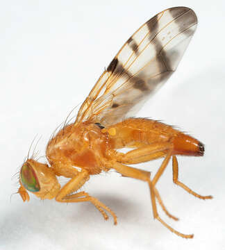 Image of Rhagoletis alternata (Fallen 1814)