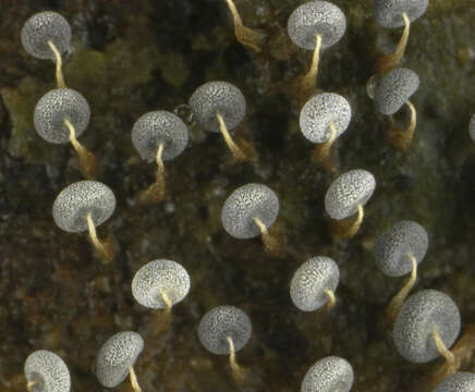 Image of Physarum album