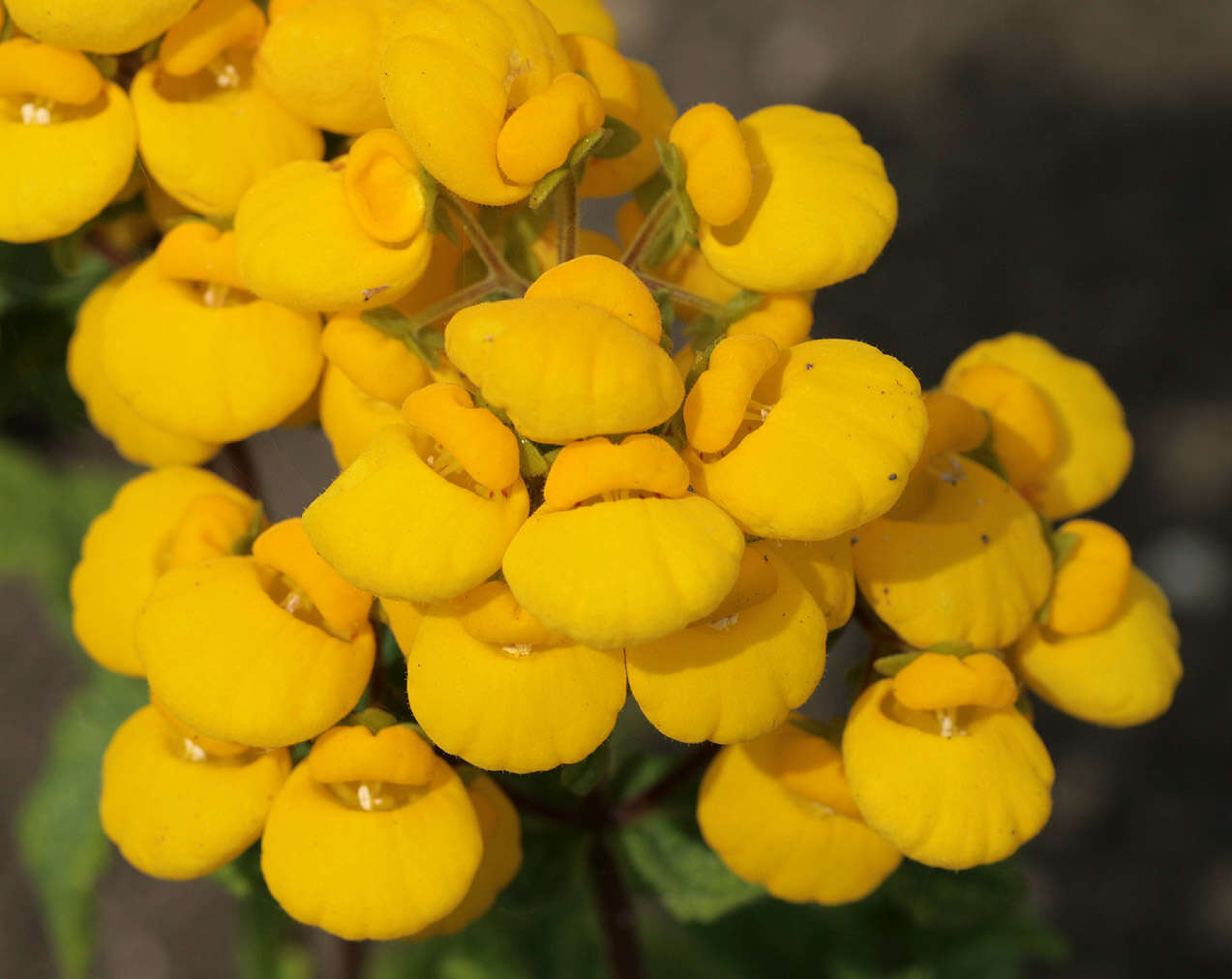 Image of Calceolaria chelidonioides Kunth
