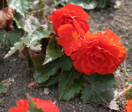 Image of begonia