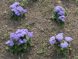 Imagem de Ageratum houstonianum Mill.