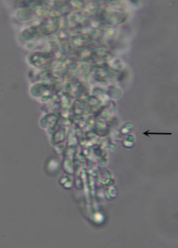 Image of Mucronella calva (Alb. & Schwein.) Fr. 1874