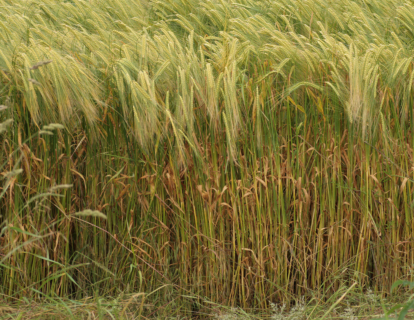 Image of Hordeum distichon L.