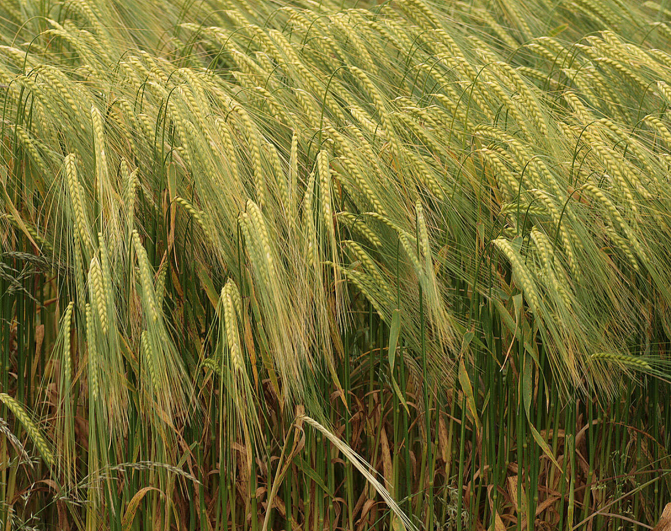 Image of Hordeum distichon L.