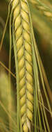 Image of Hordeum distichon L.