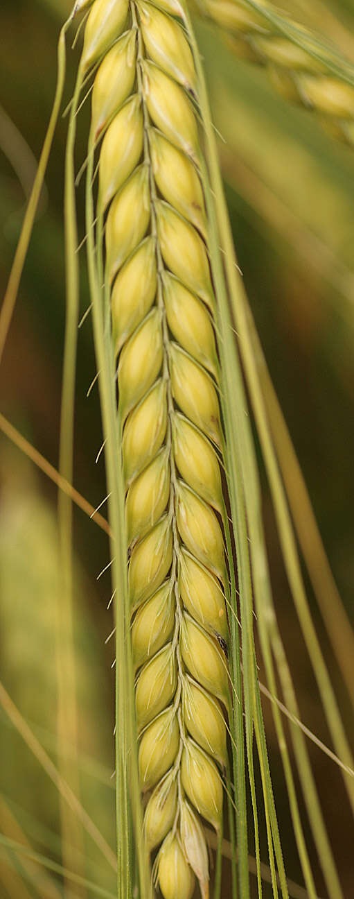 Image of Hordeum distichon L.