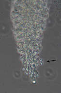 Image of Mucronella calva (Alb. & Schwein.) Fr. 1874