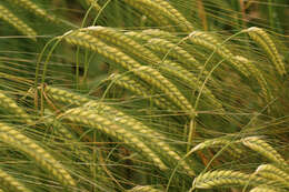 Image of Hordeum distichon L.