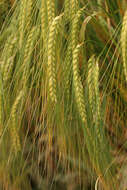 Image of Hordeum distichon L.