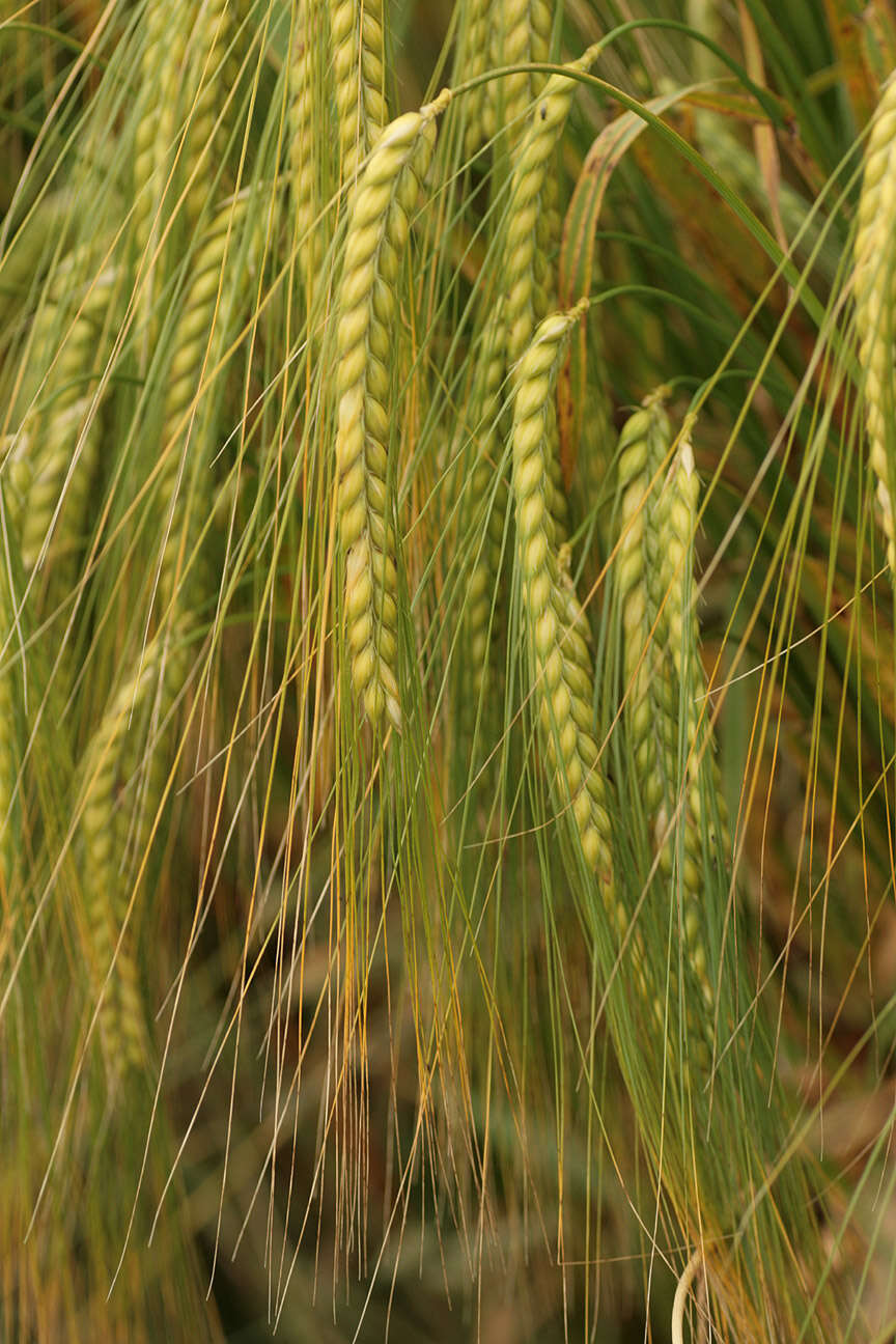 Image of Hordeum distichon L.